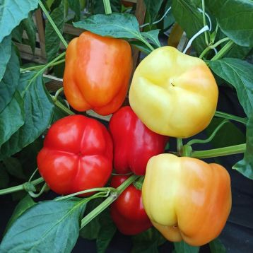 Семена Перец сладкий Два в кубе, 0,1г, Удачные семена